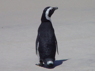 Základy práce na PC - Linux